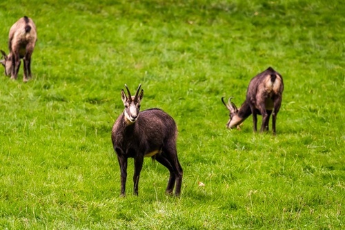 Pssssst, Gämse! Pssssst, Gämse!