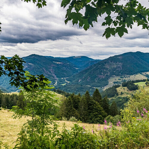 Blick in Richtung Feldberg und dem Herzogenhorn Blick in Richtung Feldberg und dem Herzogenhorn