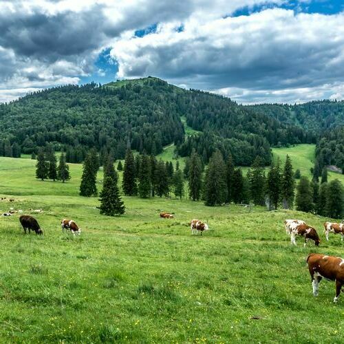 Das Bernauer Hochtal mit Blick auf den Hausberg Herzogenhorn (1.415 m). Foto: Klaus Hansen.
