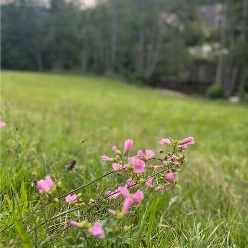Urlaub und Erholung inmitten der herrlichen Natur- und Kulturlandschaft der Schwarzwaldregion Belchen Urlaub und Erholung inmitten der herrlichen Natur- und Kulturlandschaft der Schwarzwaldregion Belchen