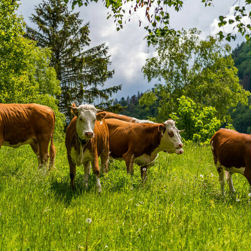 Hinterwälder Rinder am Fuße des Belchens Hinterwälder Rinder am Fuße des Belchens
