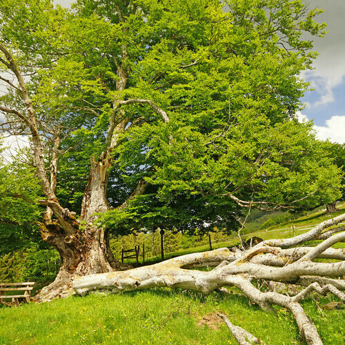 alte Weidbuche auf dem Weidbuchenpfad alte Weidbuche auf dem Weidbuchenpfad