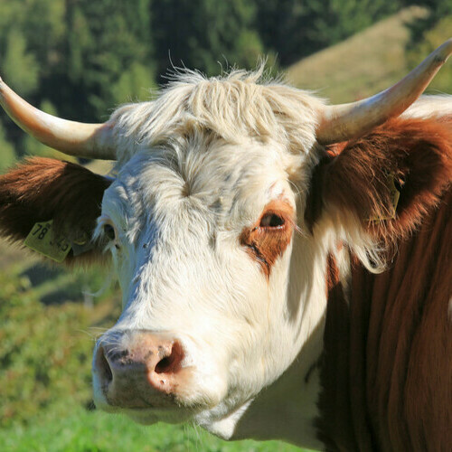 Hinterwälderrind  Hinterwälderrind