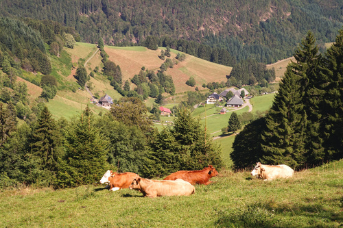 Vielseitig und artenreich: ein Querschnitt durch ein einzigartiges Naturschutzgebiet Vielseitig und artenreich: ein Querschnitt durch ein einzigartiges Naturschutzgebiet