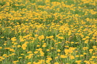 Kräuterwanderung Kräuterwanderung